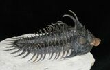 Large Spiny Comura Trilobite - Awesome Eyes! #11927-4